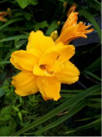 Hemerocallis