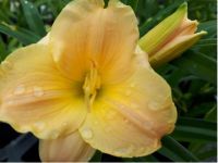 Hemerocallis