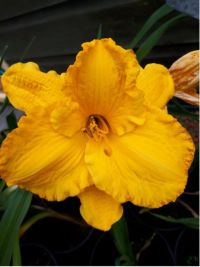 Hemerocallis