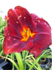 Hemerocallis