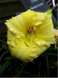 Hemerocallis