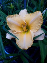 Hemerocallis