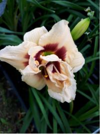 Hemerocallis