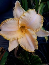 Hemerocallis