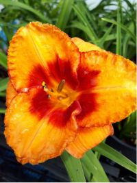 Hemerocallis