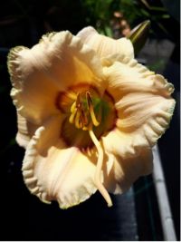 Hemerocallis