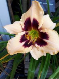 Hemerocallis