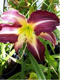 Hemerocallis