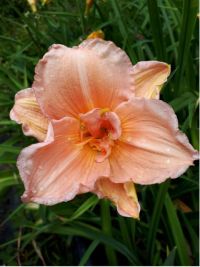 Hemerocallis