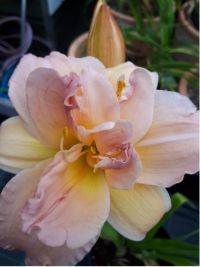 Hemerocallis