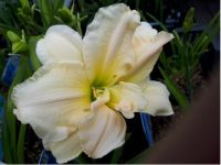 Hemerocallis