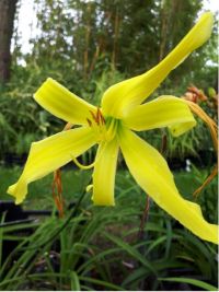 Hemerocallis