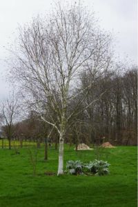 De Biezentuin, Zeeuws-Vlaanderen