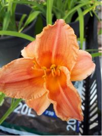 Hemerocallis