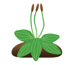 Plantago